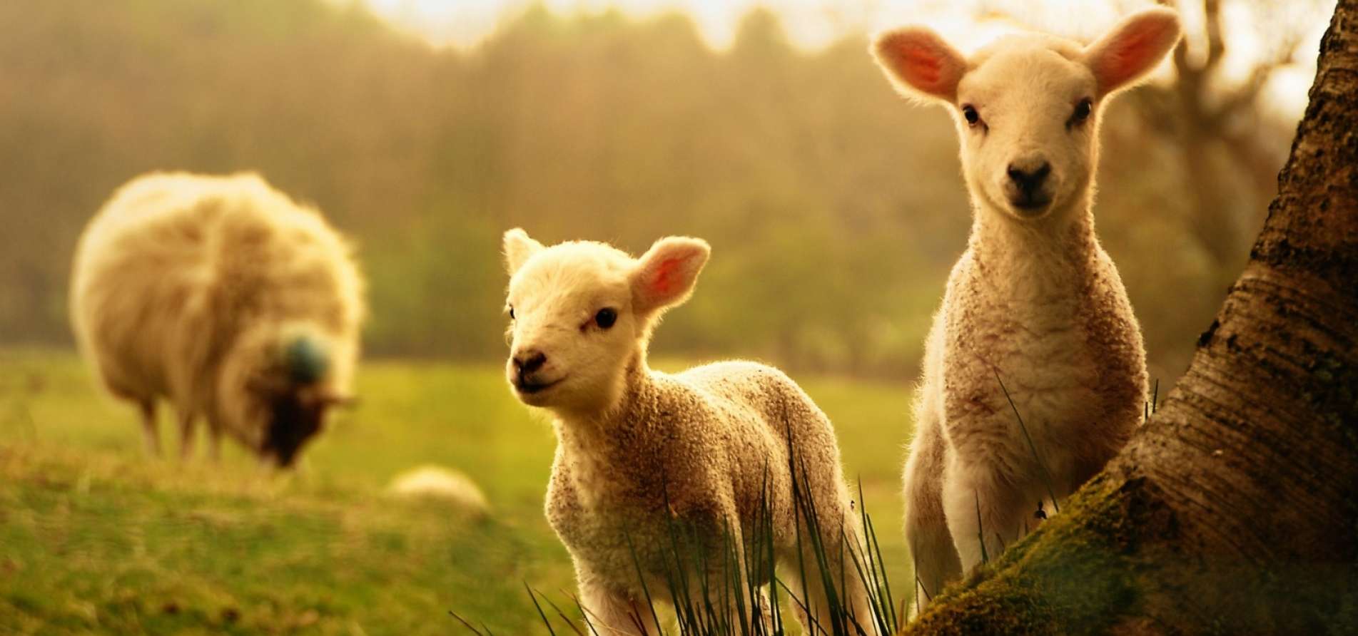 Reproduction and Productivity Increase